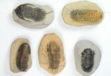 Lot: Assorted Devonian Trilobites - Pieces #133939-5